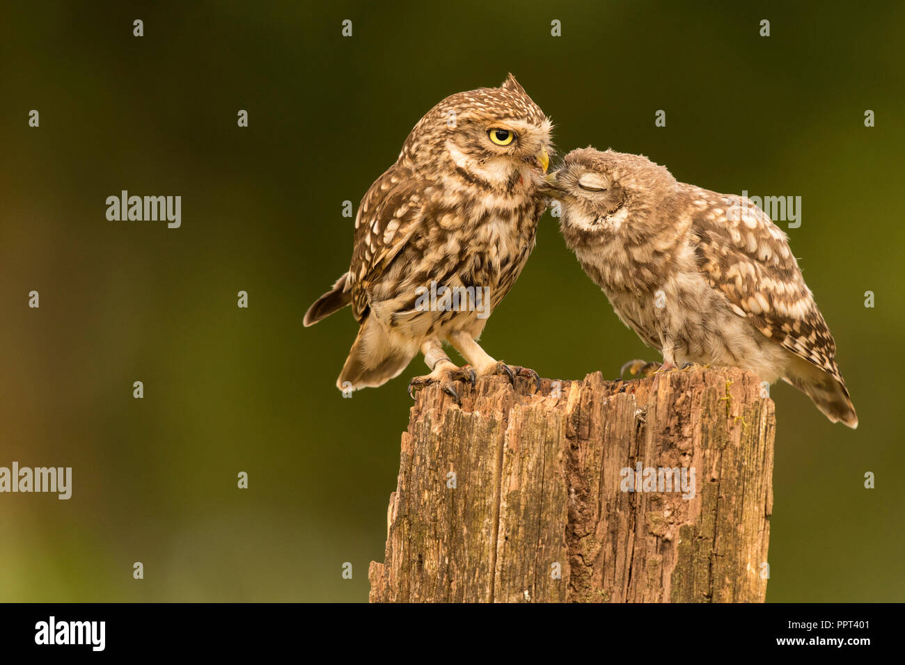 Steinkauz (Athene noctua), Eifel, Rheinland-Pfalz, Deutschland Stockfoto