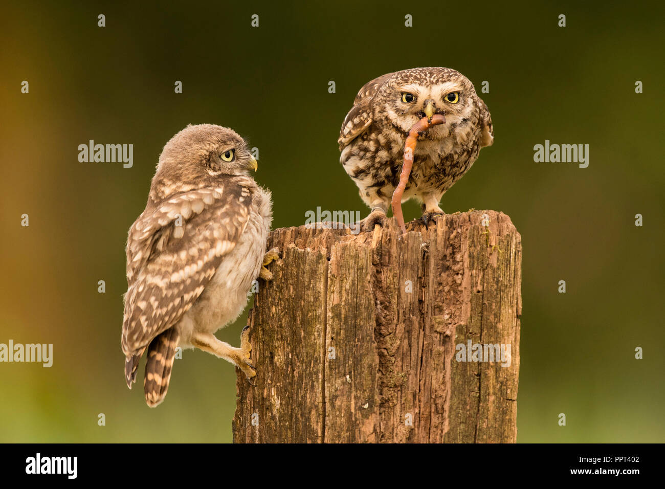 Steinkauz (Athene noctua), Eifel, Rheinland-Pfalz, Deutschland Stockfoto