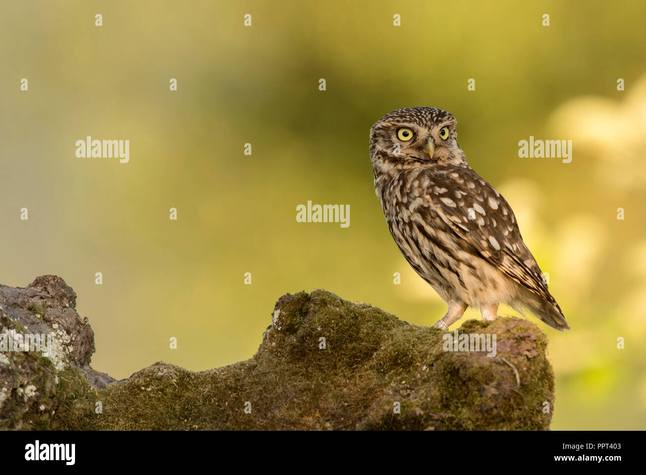 Steinkauz (Athene noctua), Eifel, Rheinland-Pfalz, Deutschland Stockfoto