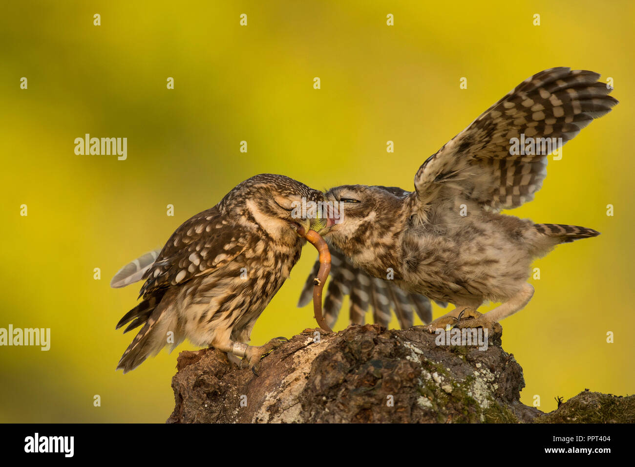 Steinkauz (Athene noctua), Eifel, Rheinland-Pfalz, Deutschland Stockfoto