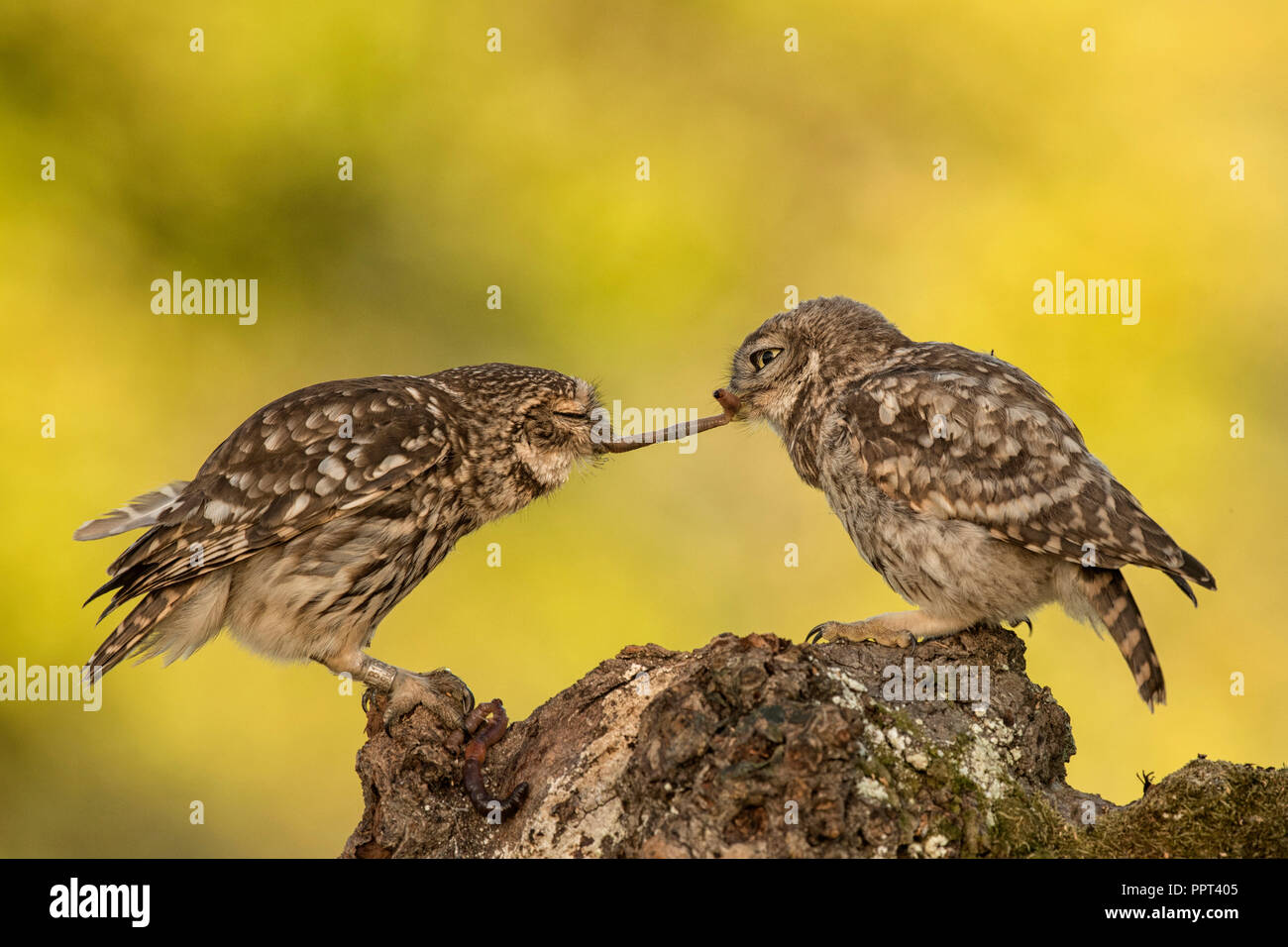 Steinkauz (Athene noctua), Eifel, Rheinland-Pfalz, Deutschland Stockfoto