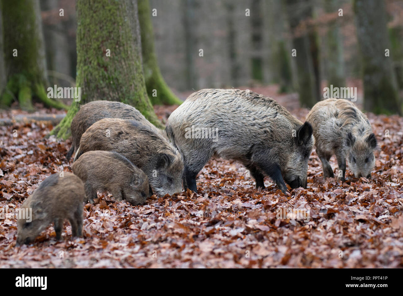 Wildschwein (Sus scrofa), Daun, Rheinland-Pfalz, Deutschland Stockfoto