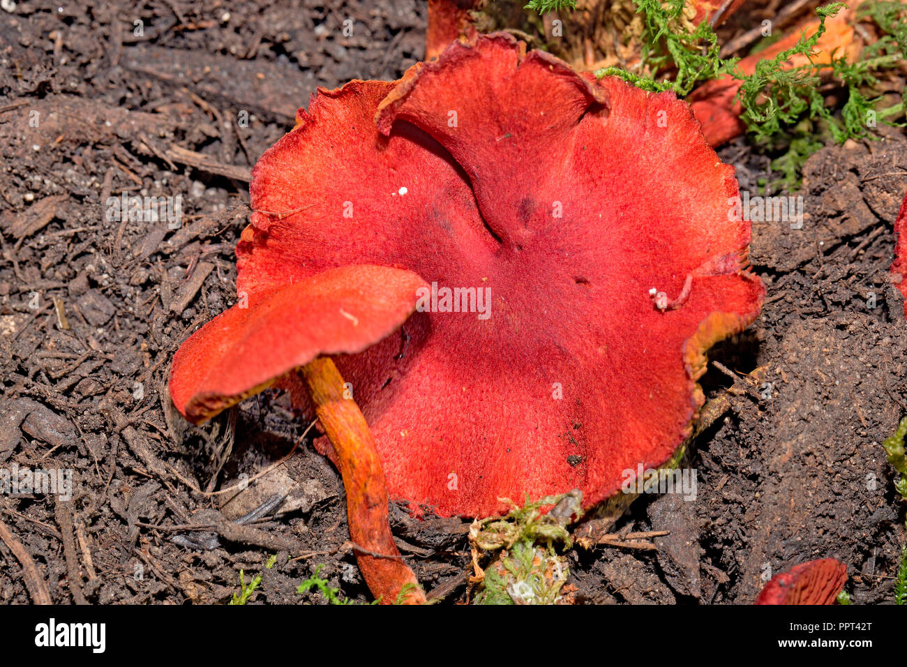 Blood Red redcap, (Cortinarius sanguineus) Stockfoto
