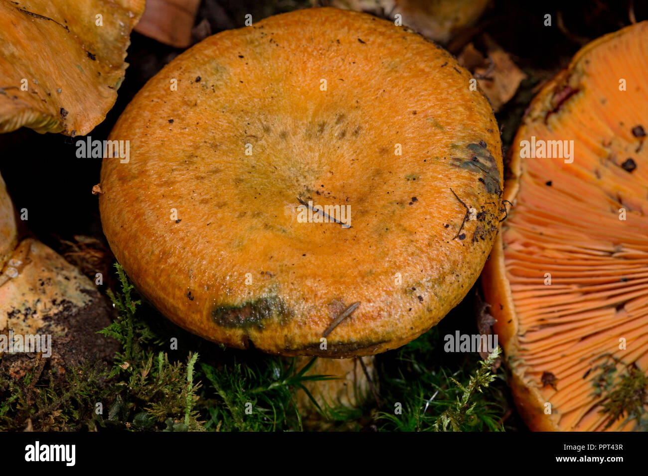 Falscher Safran milkcap, (Lactarius deterrimus) Stockfoto