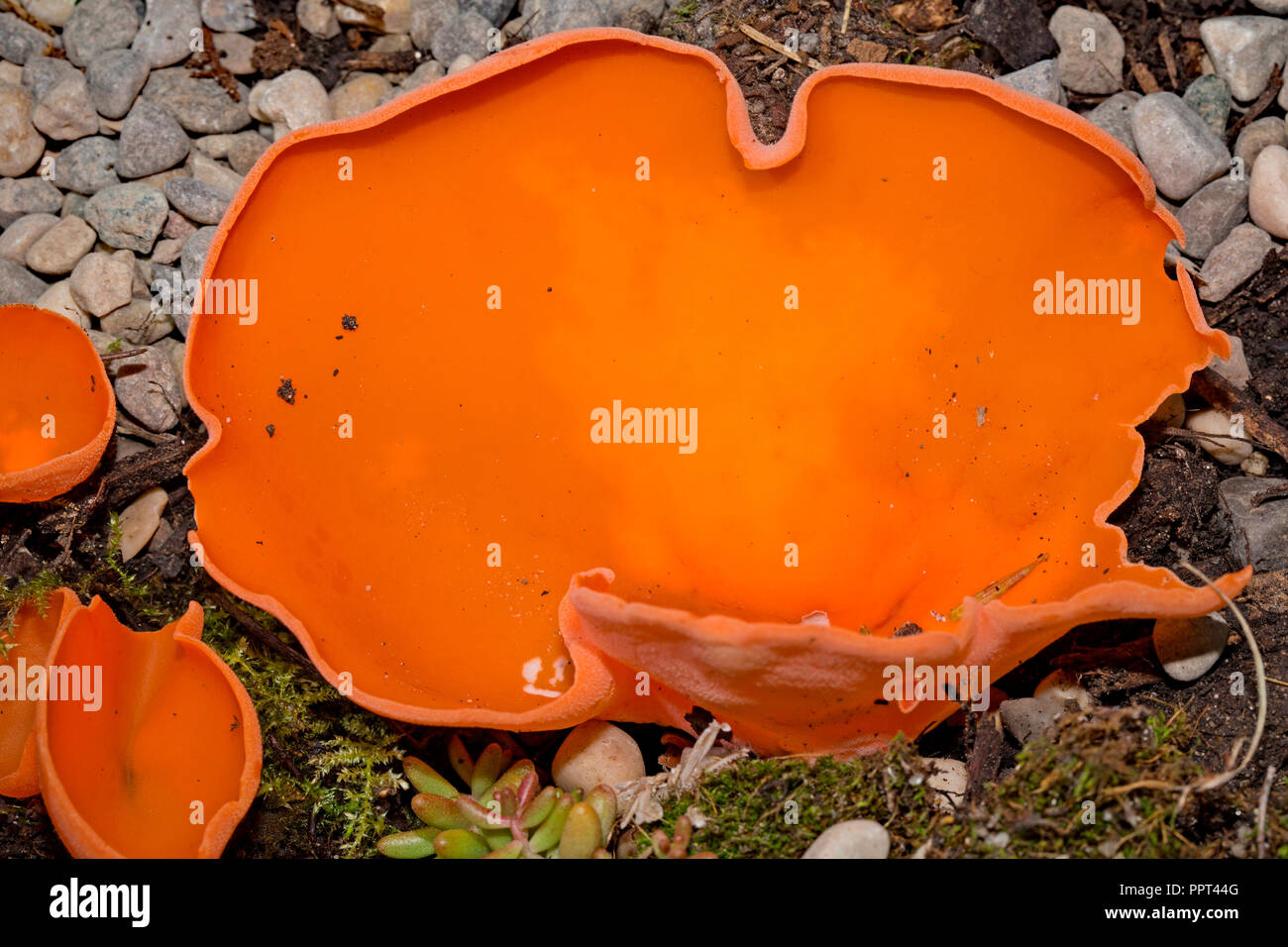 Orange Peel Pilz, (Aleuria Aurantia) Stockfoto