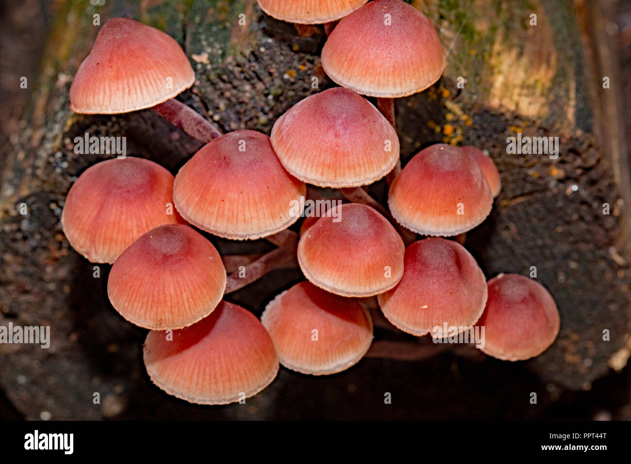 Blutungen fairy Helm, (Mycena haematopus) Stockfoto