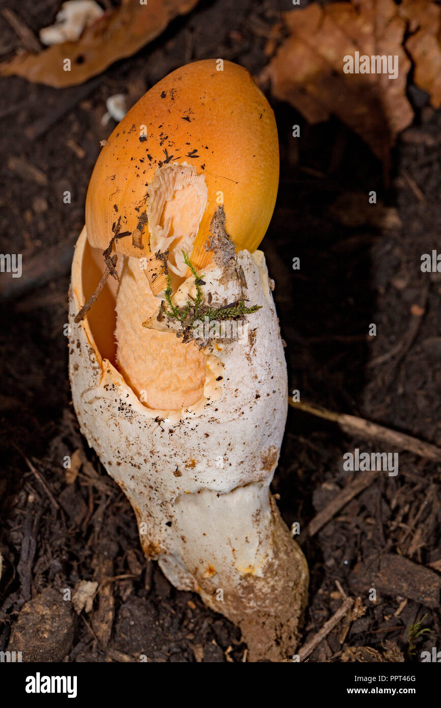 Safran ringless Amanita, (Amanita Crocea) Stockfoto