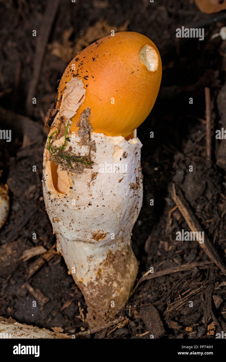 Safran ringless Amanita, (Amanita Crocea) Stockfoto