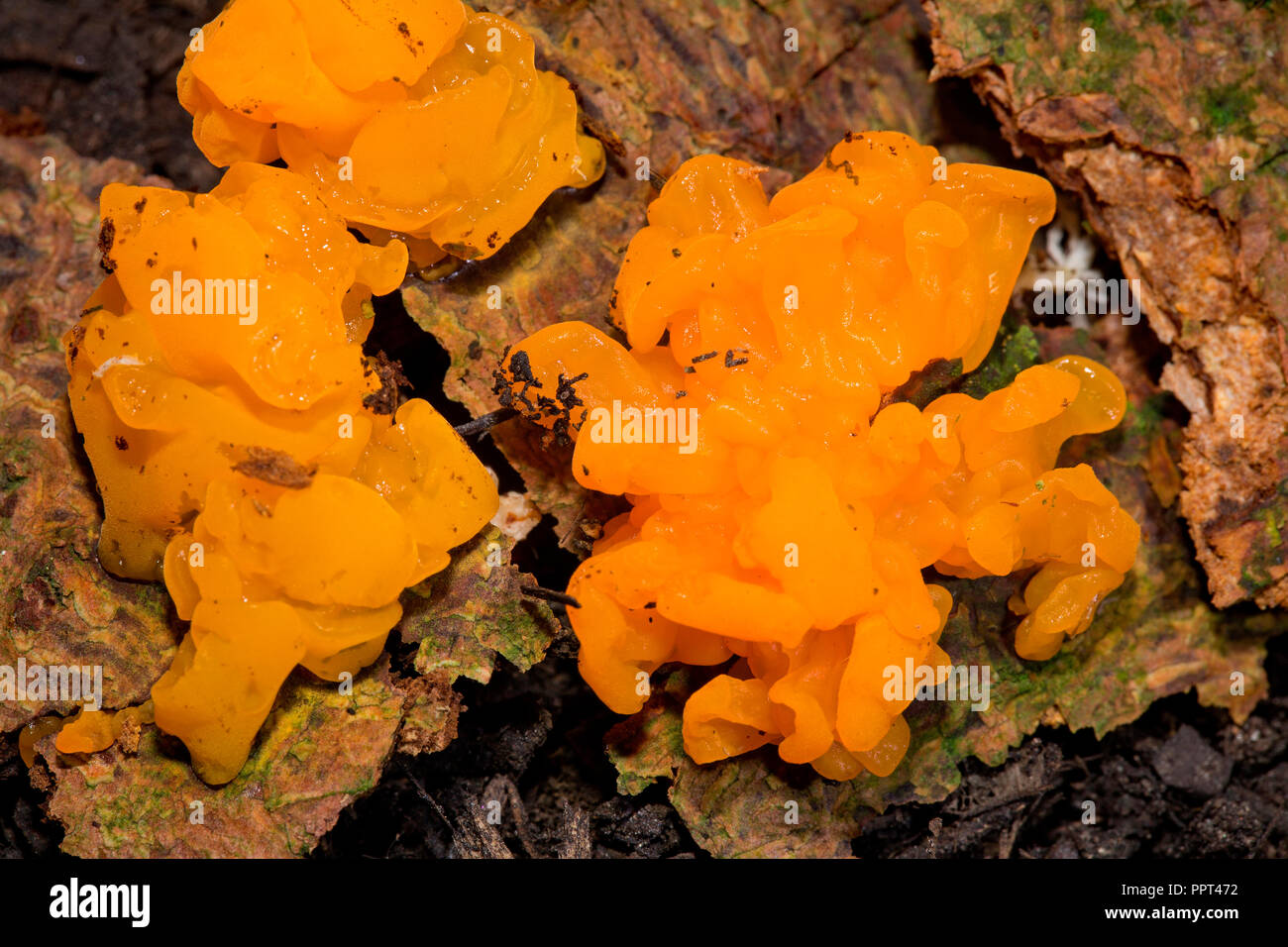 Orange jelly Spot, (Dacrymyces chrysospermus) Stockfoto