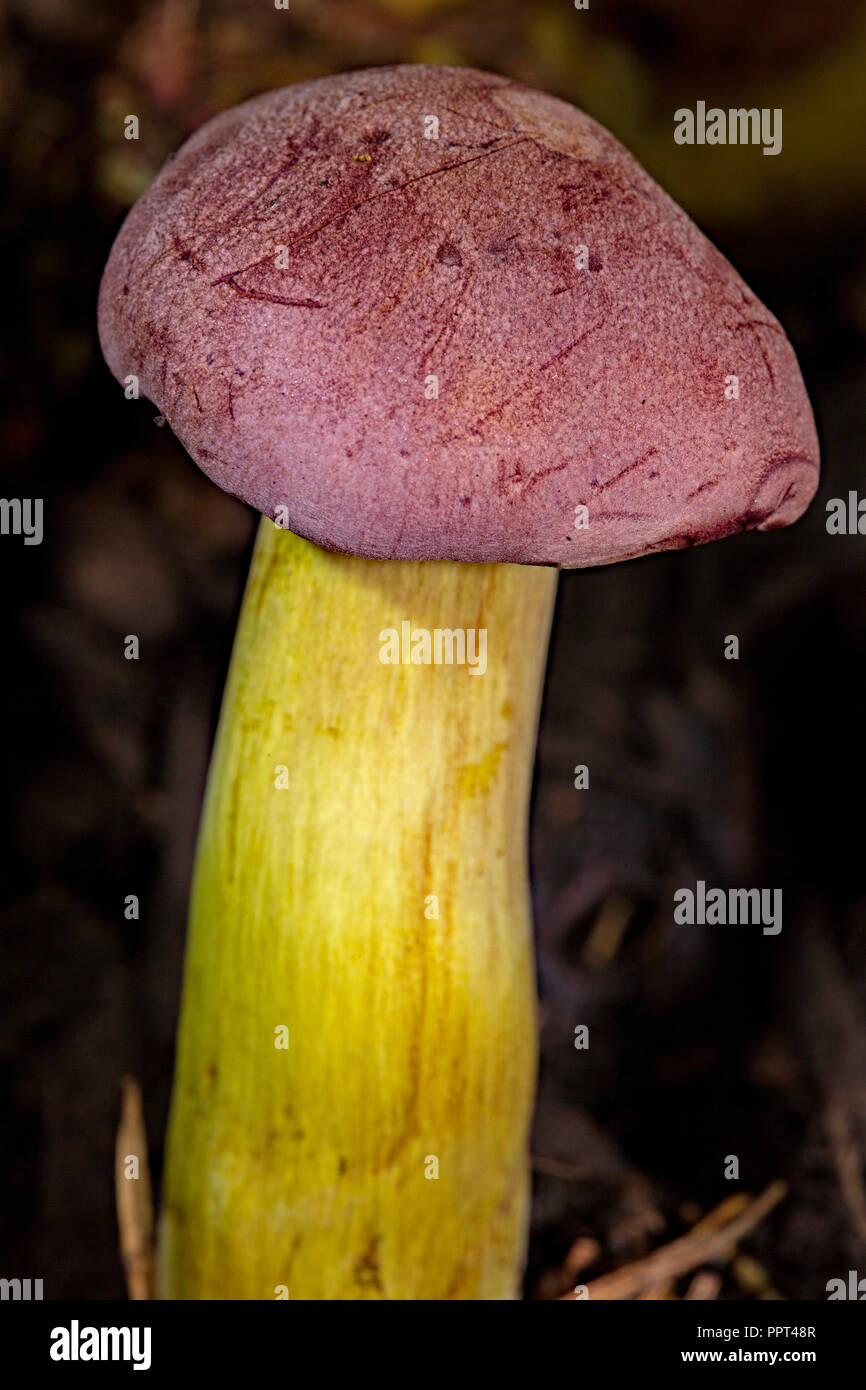 Stinky Ritter, (Tricholoma bufonium) Stockfoto