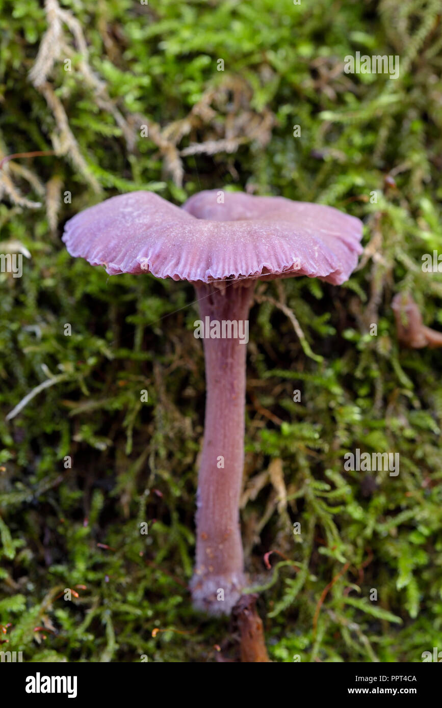 Amethyst deceiver, November, Oberhausen, Deutschland, (Laccaria amethystea) Stockfoto
