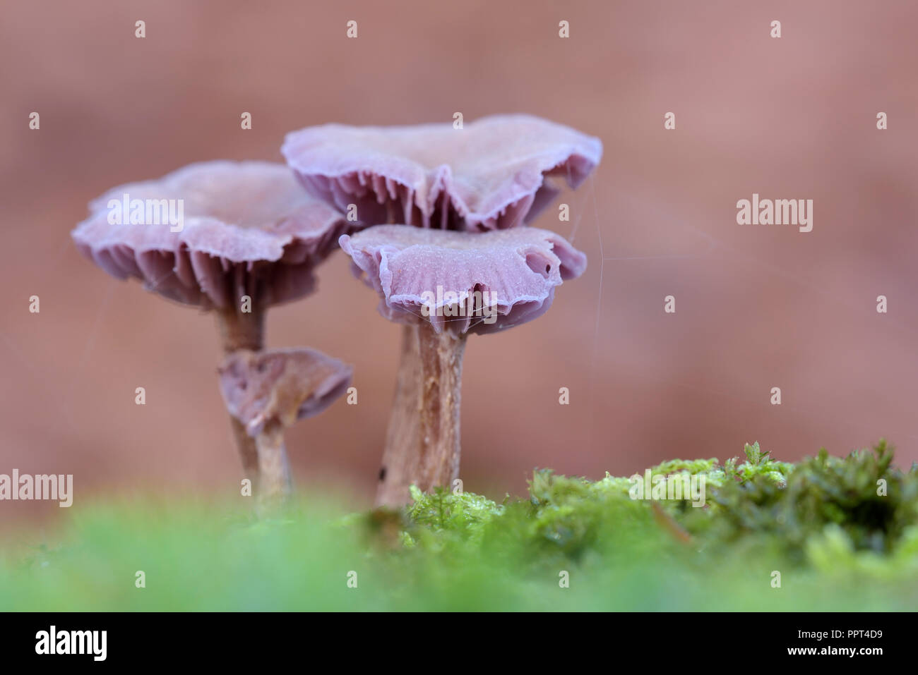 Amethyst deceiver, November, Deutschland, (Laccaria amethystea) Stockfoto