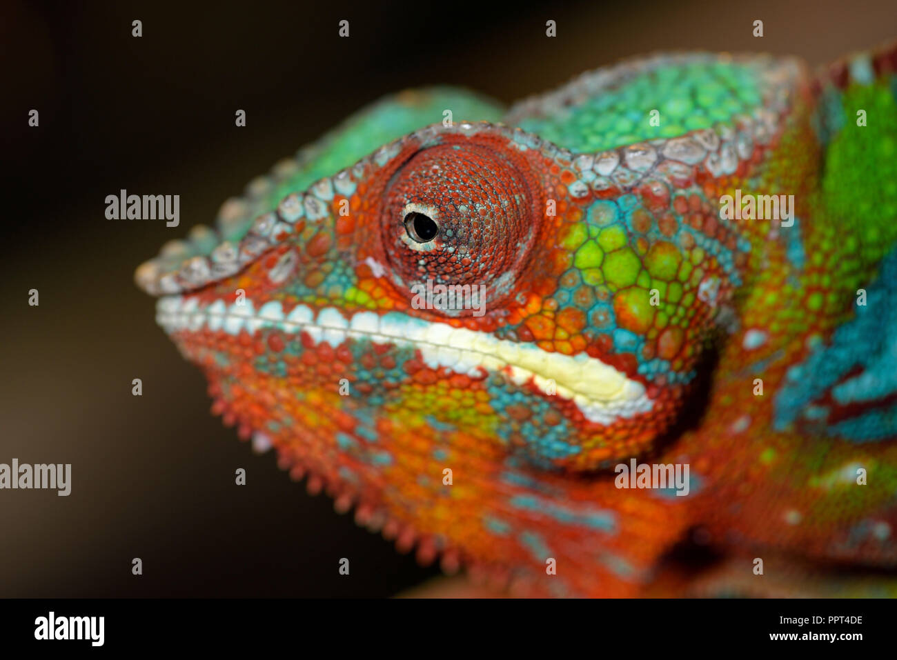 Panther Chamäleon, (Furcifer pardalis) Stockfoto