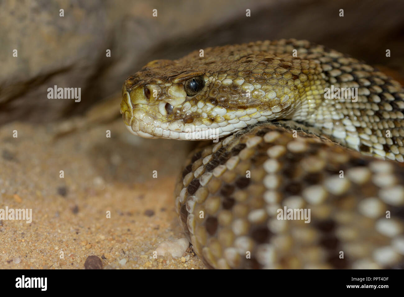 Mexikanische Westküste Klapperschlange (Crotalus basiliscus) Stockfoto