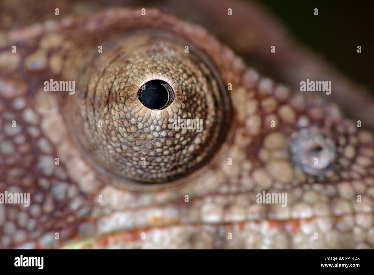 Madagaskars riesigen chamäleon Furcifer oustaleti, () Stockfoto