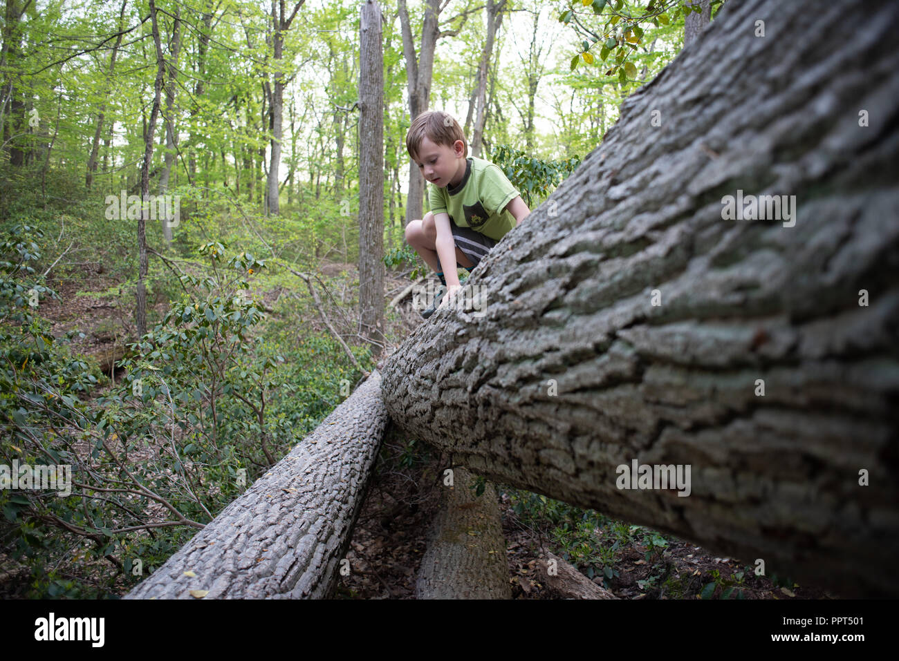 Ein Junge klettert Baumstämme bei Elk Neck State Park Stockfoto