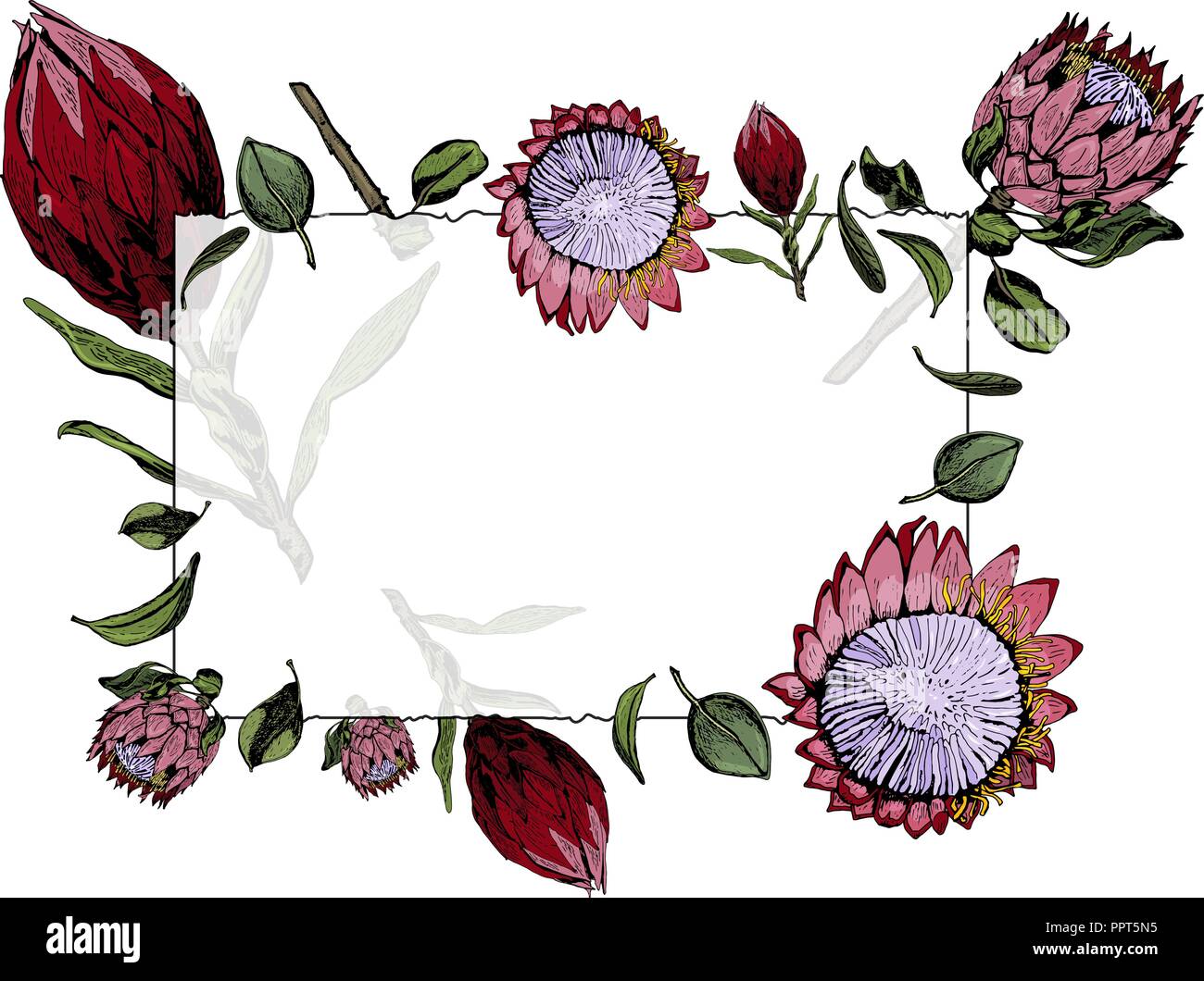 Vector Illustration von transparenten Rahmen mit rot und rosa Königsprotea Blüten, Knospen und Blätter. Protea, Südafrika Symbol auf weißem backgr isoliert Stock Vektor