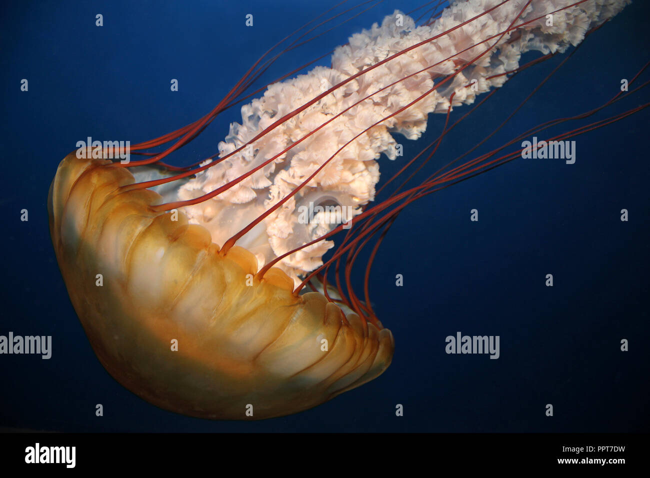 Pacific Sea Nettle Chrysaora fuscescens Stockfoto