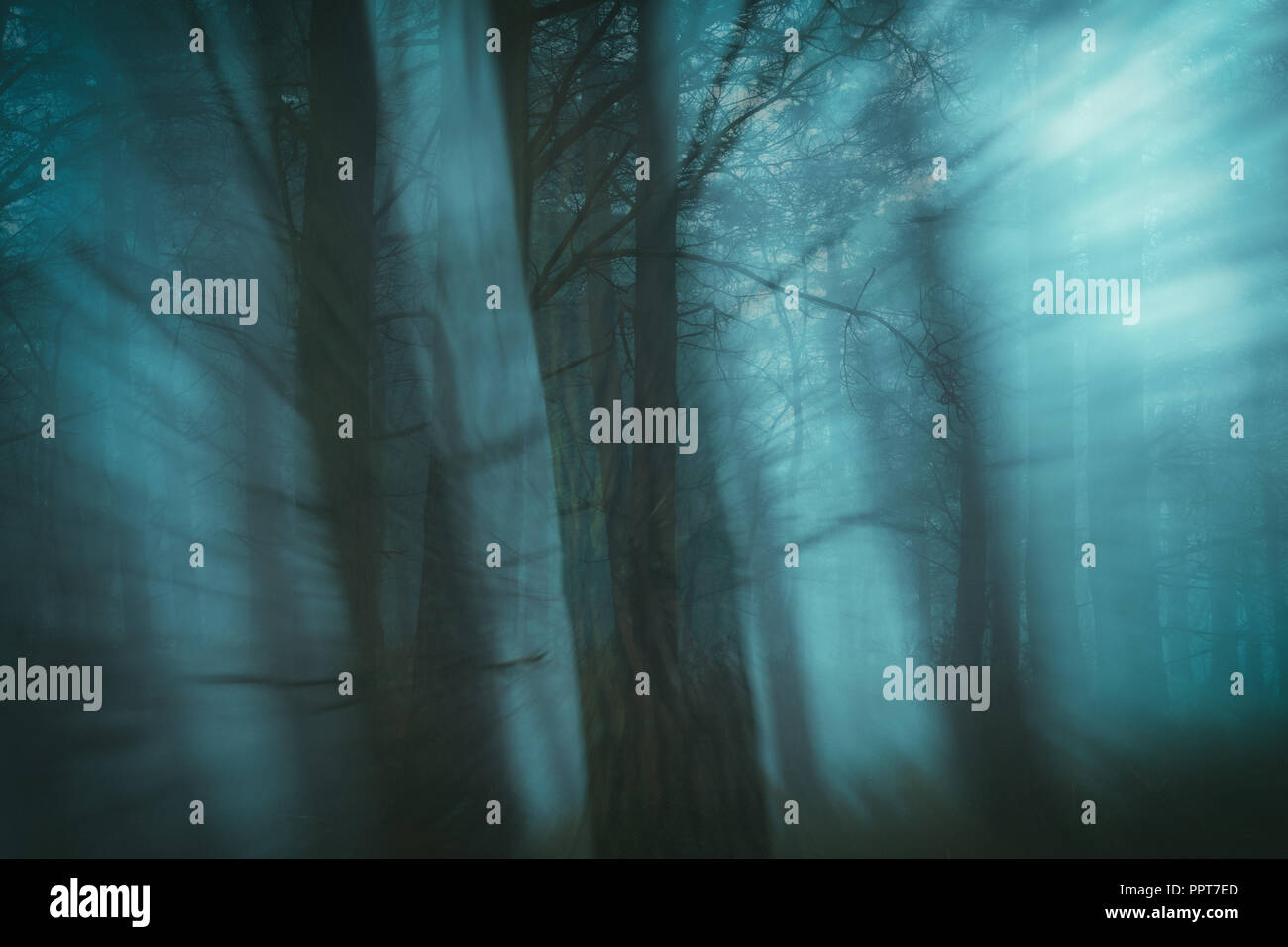 Märchenwald mit blur Effekt. Verloren Konzept Stockfoto
