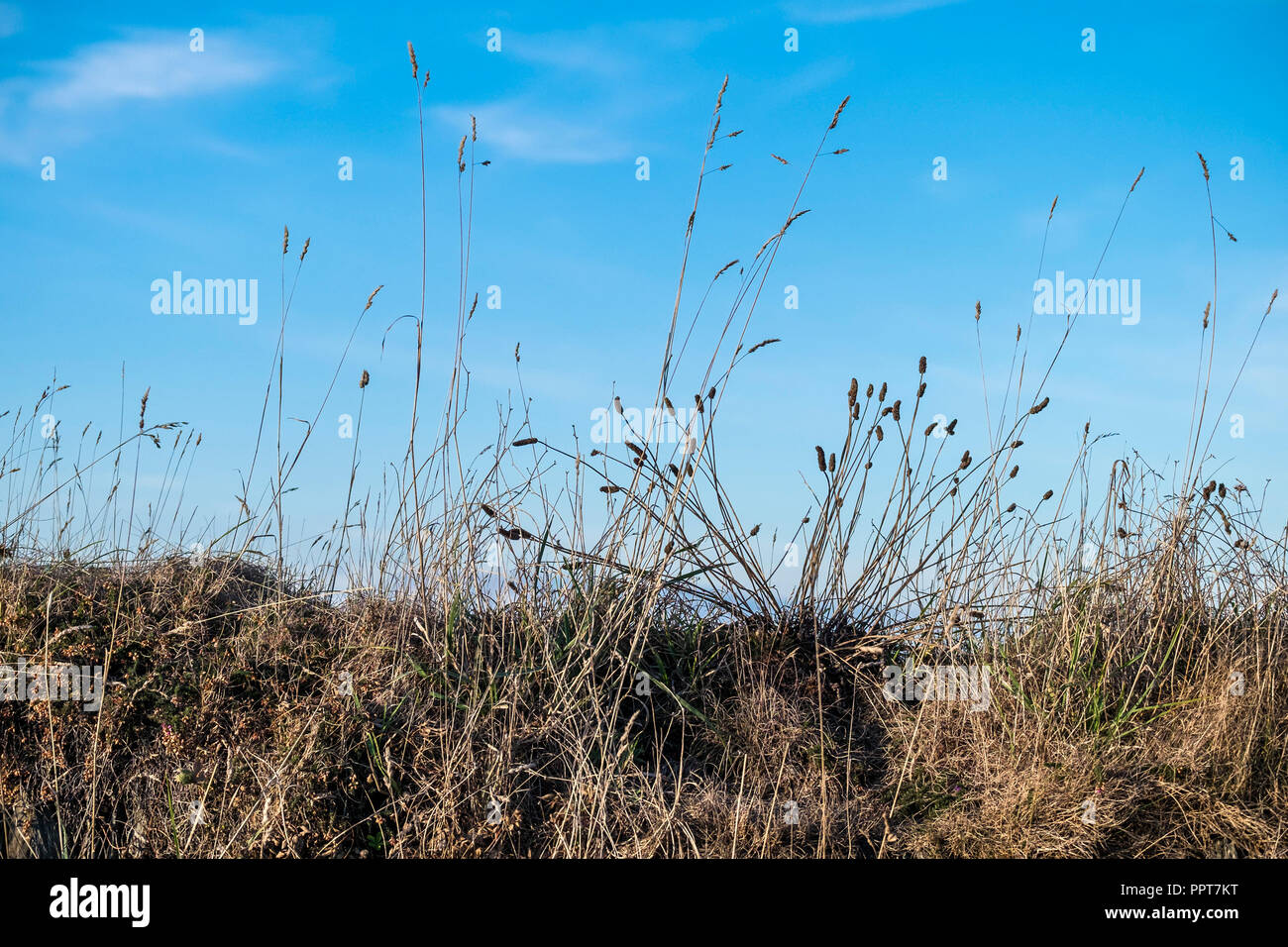 Verschiedene Arten von Gras vor einem blauen Himmel gesehen. Stockfoto