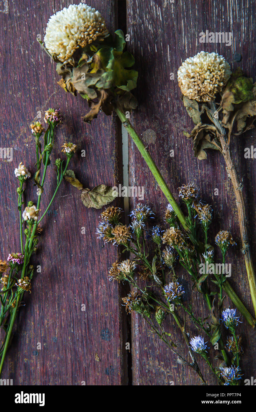 Getrocknete Feld Blume. Schließen oben mit kopieren. Stockfoto