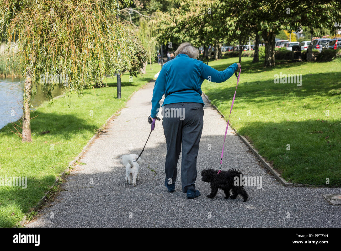 Eine reife Frau, die ihre Hunde um trenance See zum Bootfahren in Newquay in Cornwall. Stockfoto