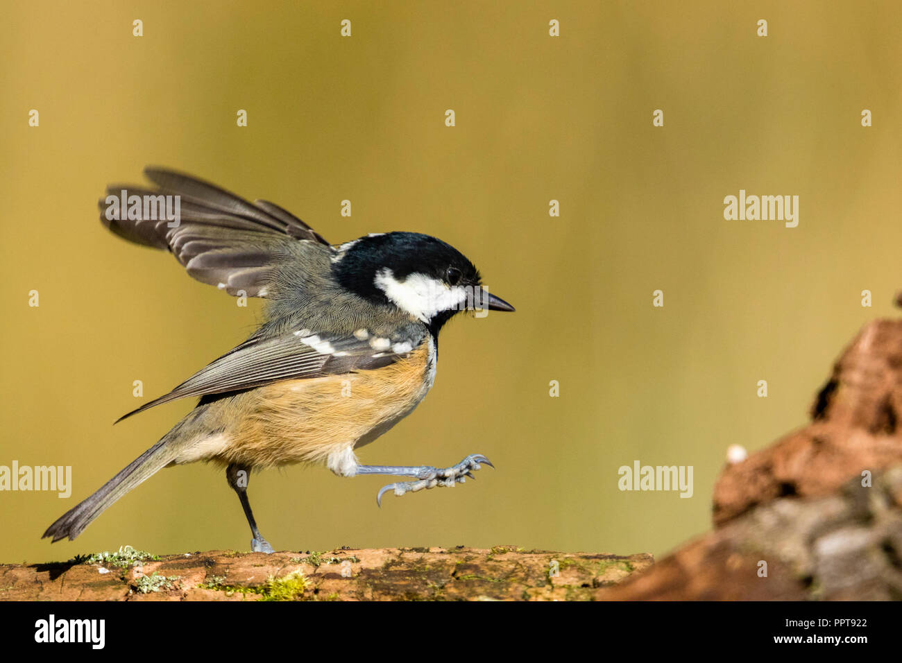 Kohlmeise (Periparus ater) Schottland Stockfoto