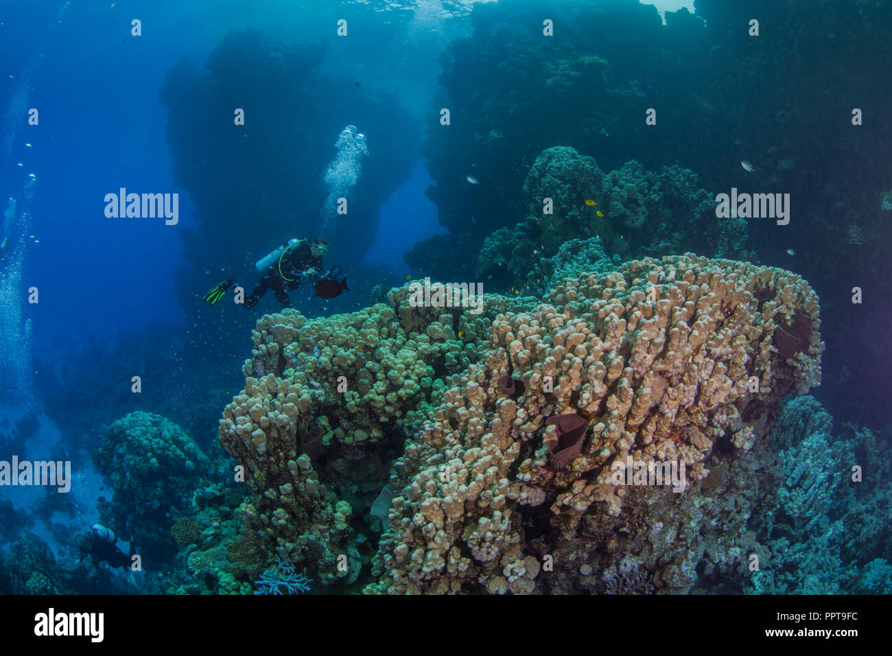 Weibliche Scuba Diver, videofilmer Datensätze marine Leben im Ökosystem mit Porite Korallen im Roten Meer verbunden. September, 2018 Stockfoto