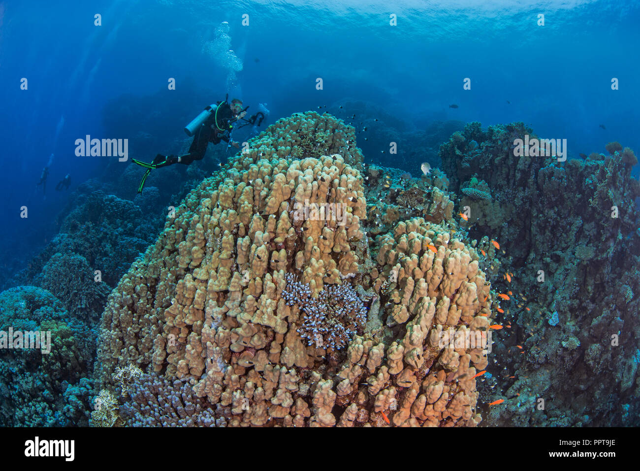 Weibliche Scuba Diver, videophotographer Datensätze Marine Life assoziierten Große porite Dome Coral Reef in einer bergigen Gegend des Roten Meeres. Fury Shoals, 2 Stockfoto