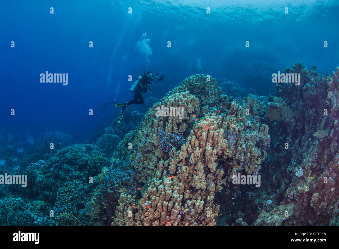 Weibliche Scuba Diver, videofilmer Datensätze Meereslebewesen in den bergigen Korallenriffe des Roten Meeres. September, 2018. Stockfoto