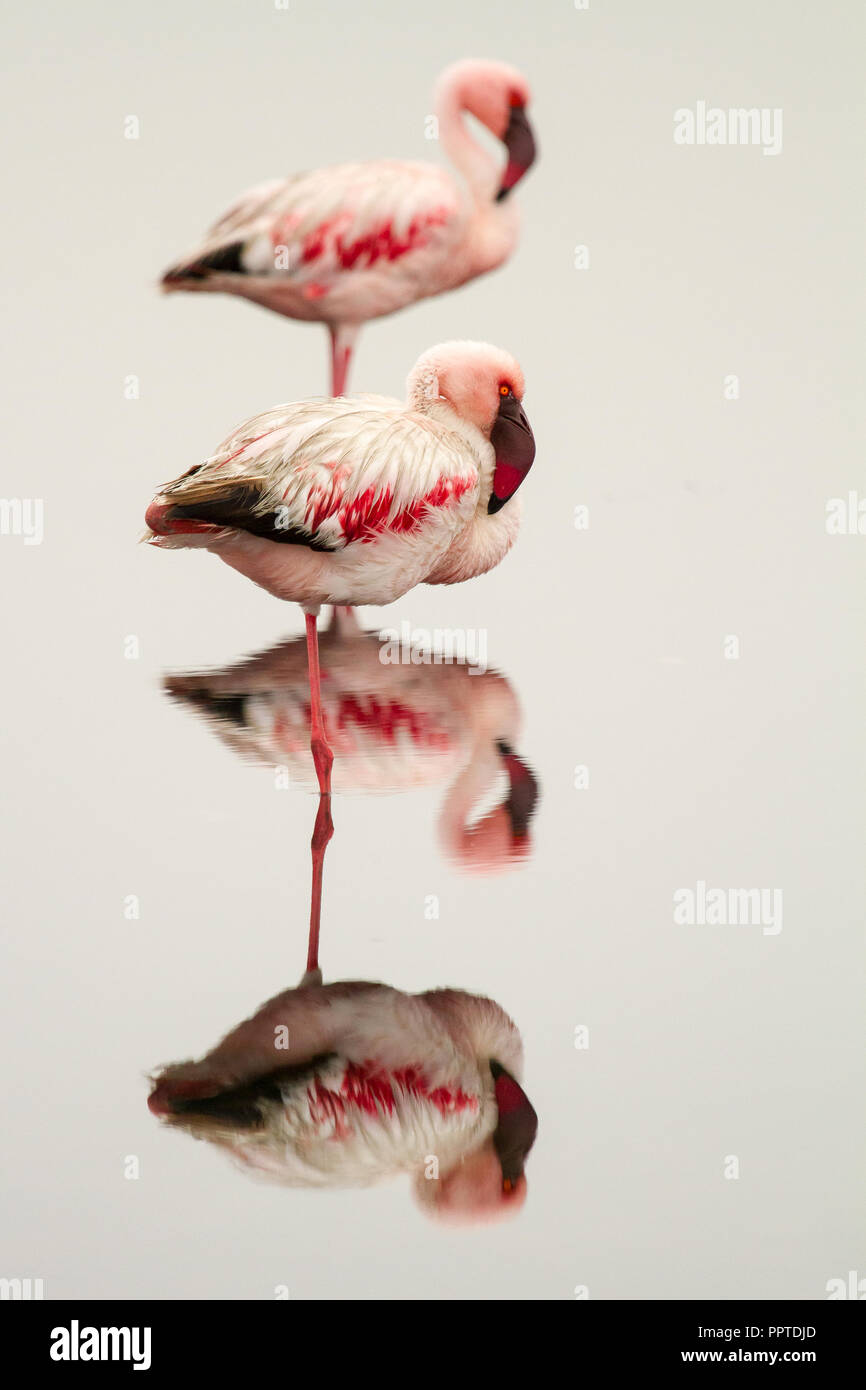 Flamingos (Phoeniconaias minor), auf einem Bein stehen im Wasser, Spiegelbild, Walvis Bay, Namibia Stockfoto