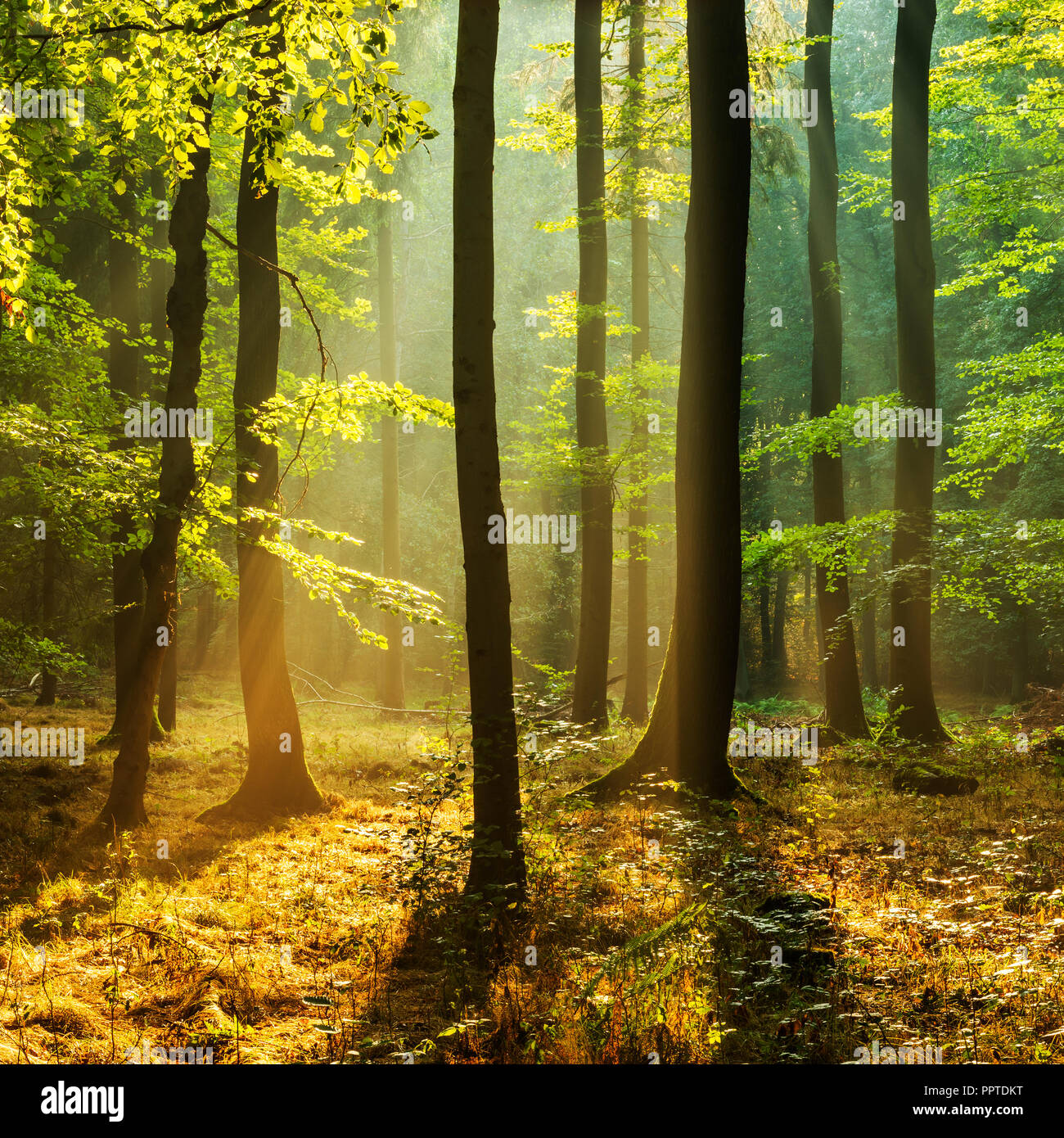 Lichtdurchflutete naturnahe Laubwälder aus Eichen und Buchen auf der Finne Gebirge, Burgenlandkreis, Sachsen-Anhalt Stockfoto