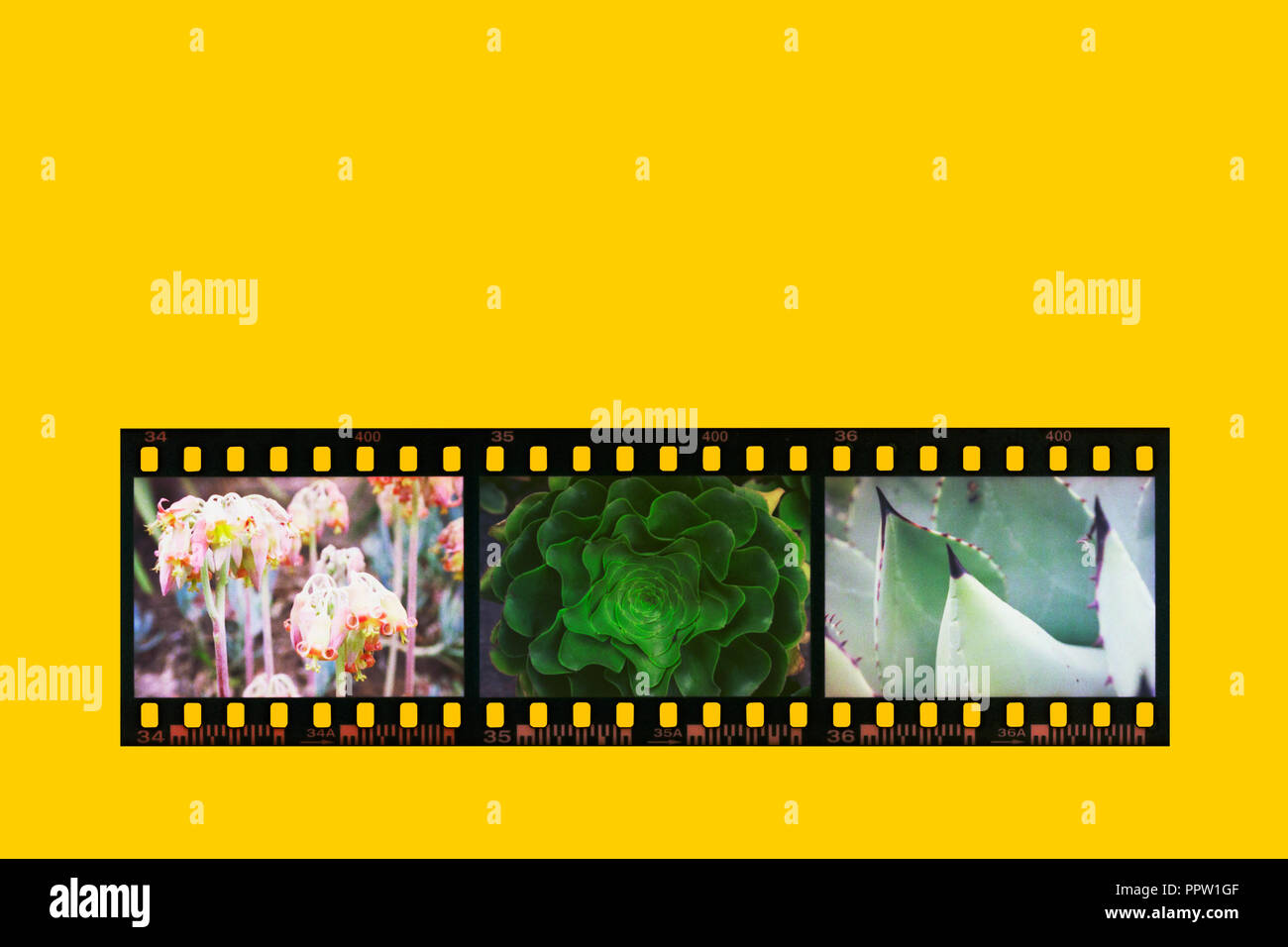 Fotografische negative Filmstreifen in positiver Farben auf einem gelben Hintergrund umgewandelt. Drei Fotos von Pflanzen von einem post produktion Wirkung erzielt. Stockfoto