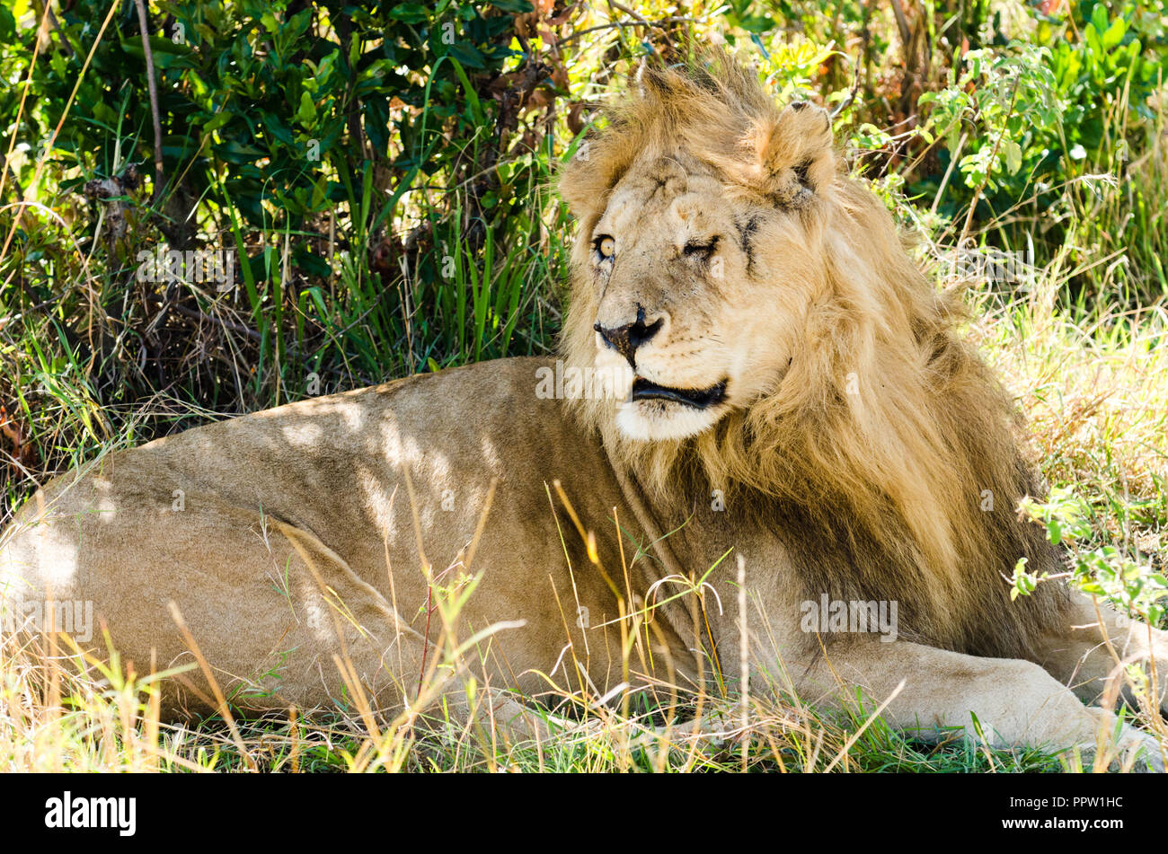 Nach Löwe mit einer vernarbten Gesicht, Masai Mara National Reserve, Kenia Stockfoto