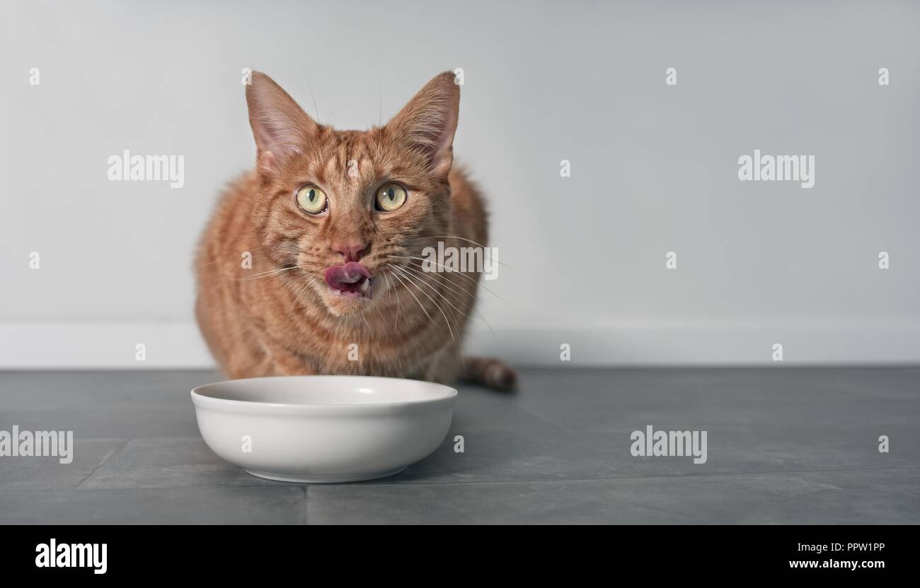 Cute ginger cat Licking sein Gesicht neben einem weissen Futternapf. Stockfoto