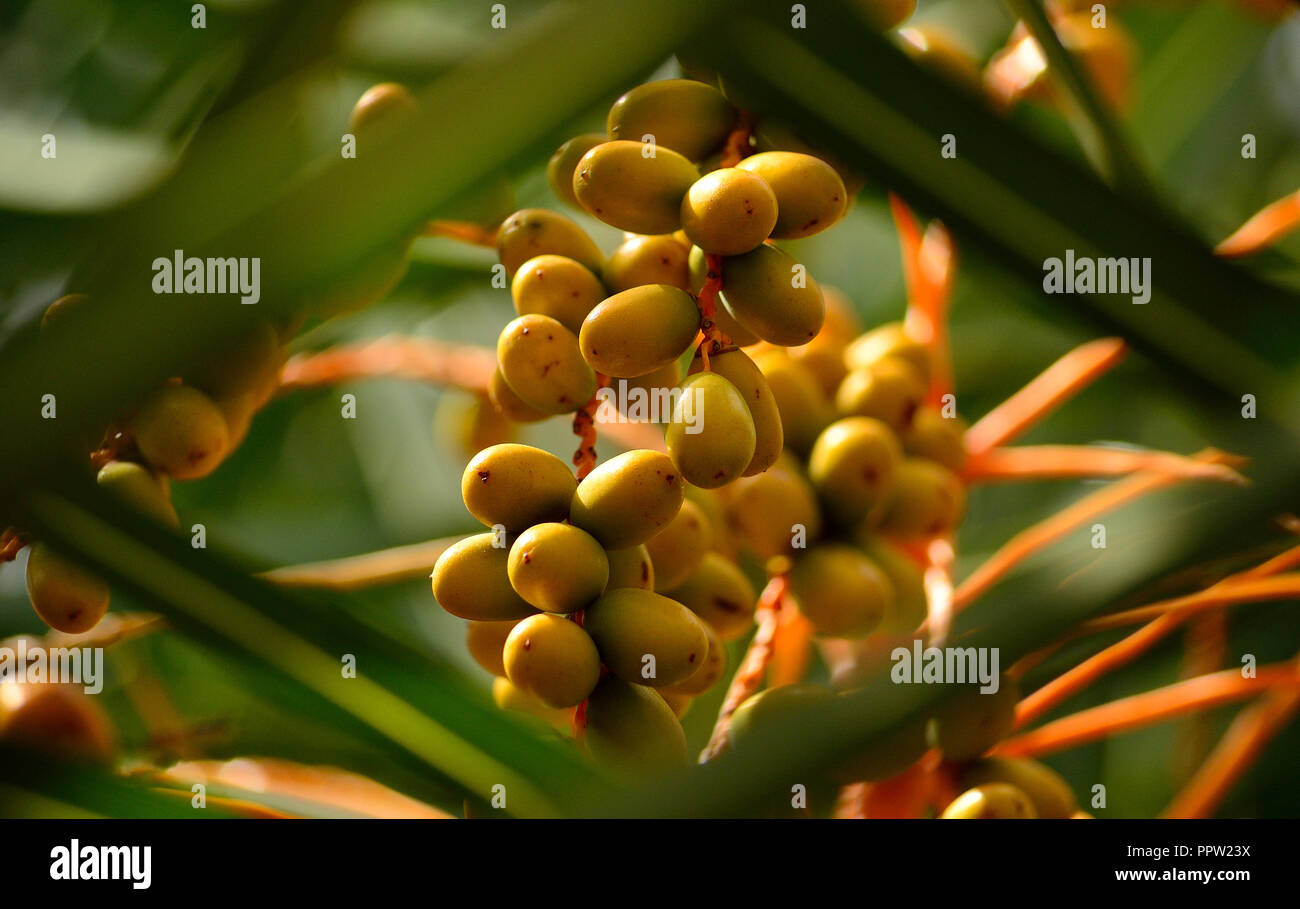 Grüne datiles, Früchte der Palme anfangen zu reifen Stockfoto