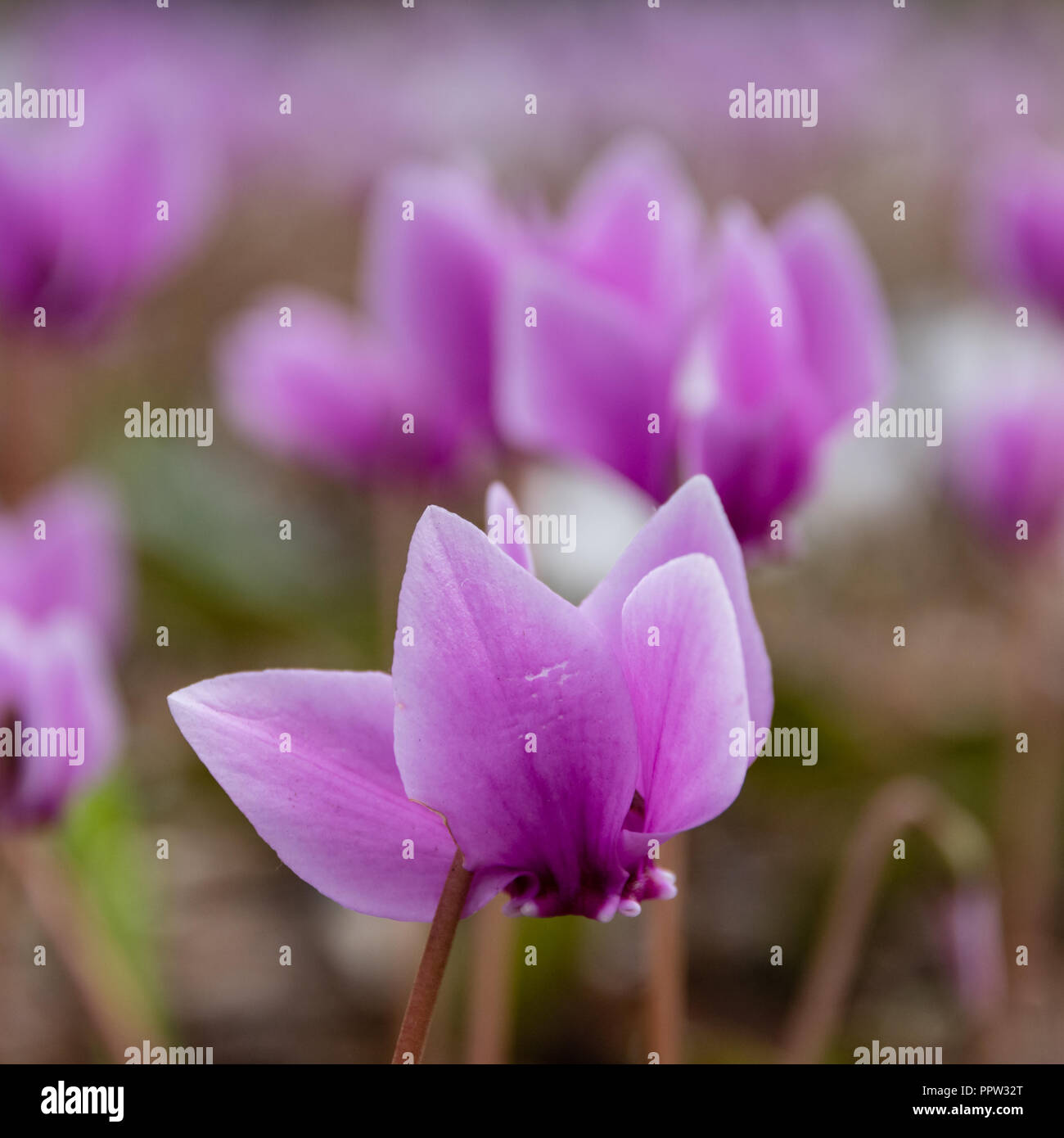 Eine Nahaufnahme eines Cyclomen Blume Stockfoto