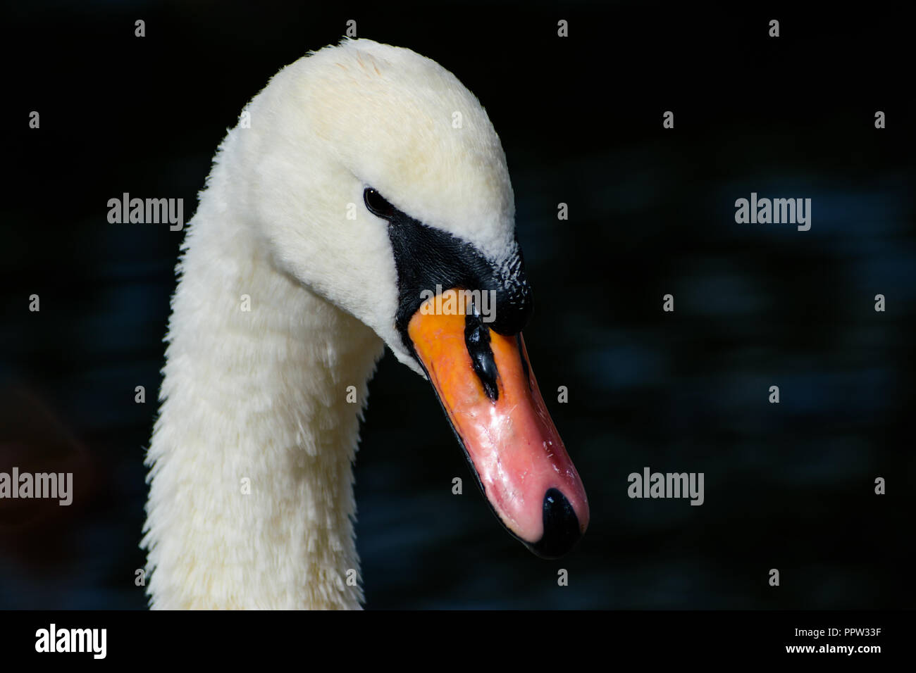 Ein nahes Portrait von einem Schwan Stockfoto
