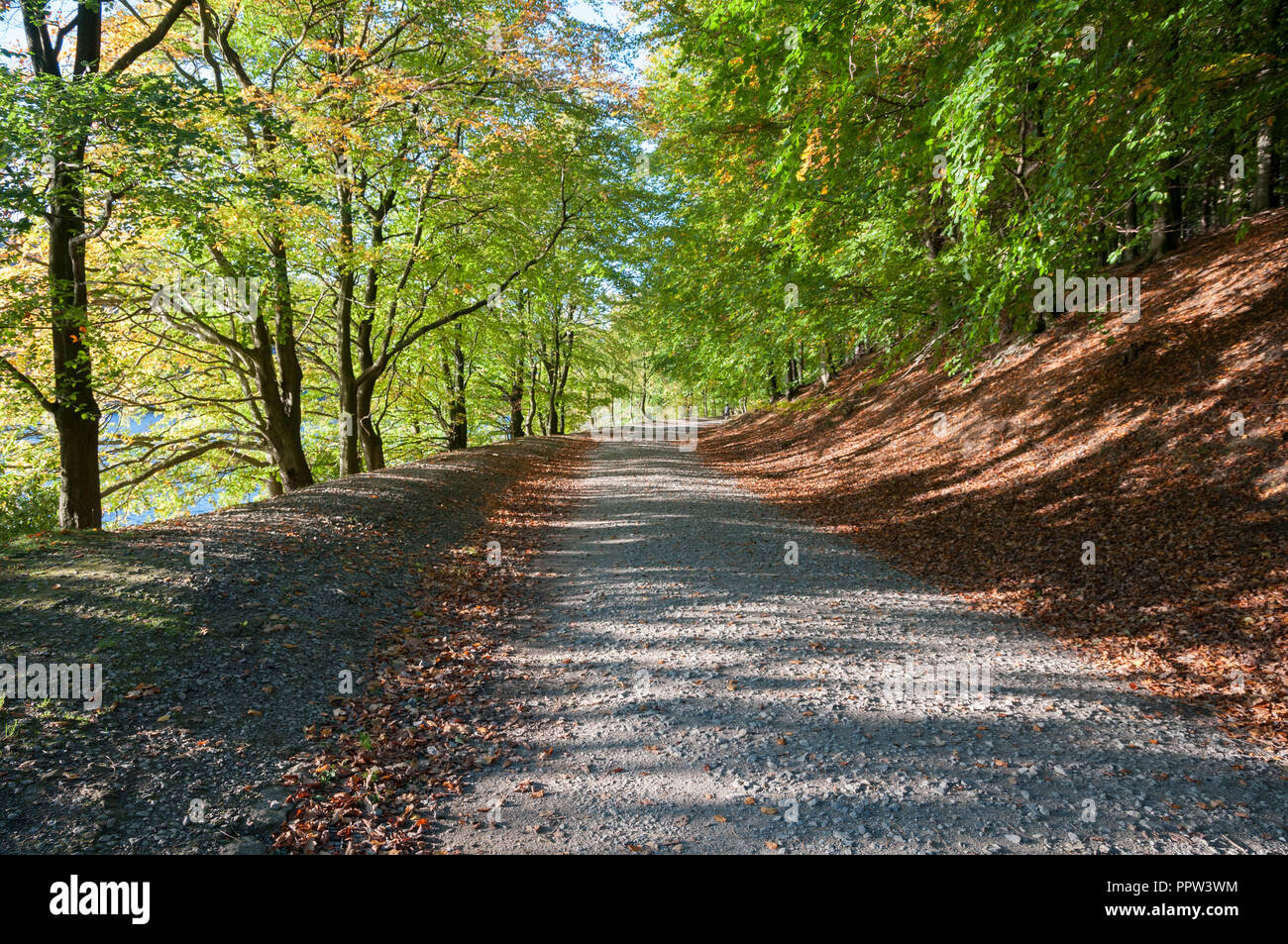 Herbst in der oberen Derwent Valley, Peak District, Großbritannien Stockfoto