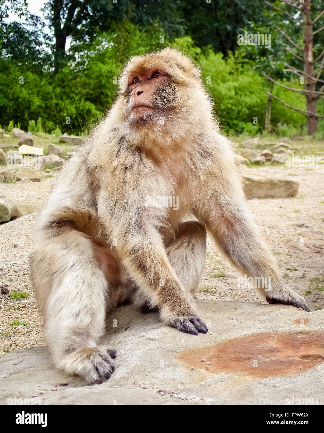 Ein barbary Macaque (oder Barbay ape oder magot). Es ist eine Pflanzenart aus der Gattung der Makaken, die einzigartig durch ihre Verbreitung außerhalb von Asien Stockfoto