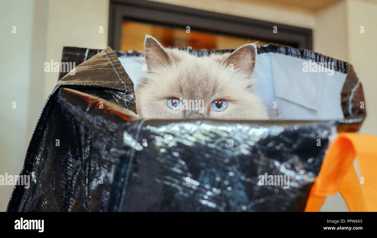 Eine Katze Im Sack Kaufen Stockfotos und -bilder Kaufen - Alamy