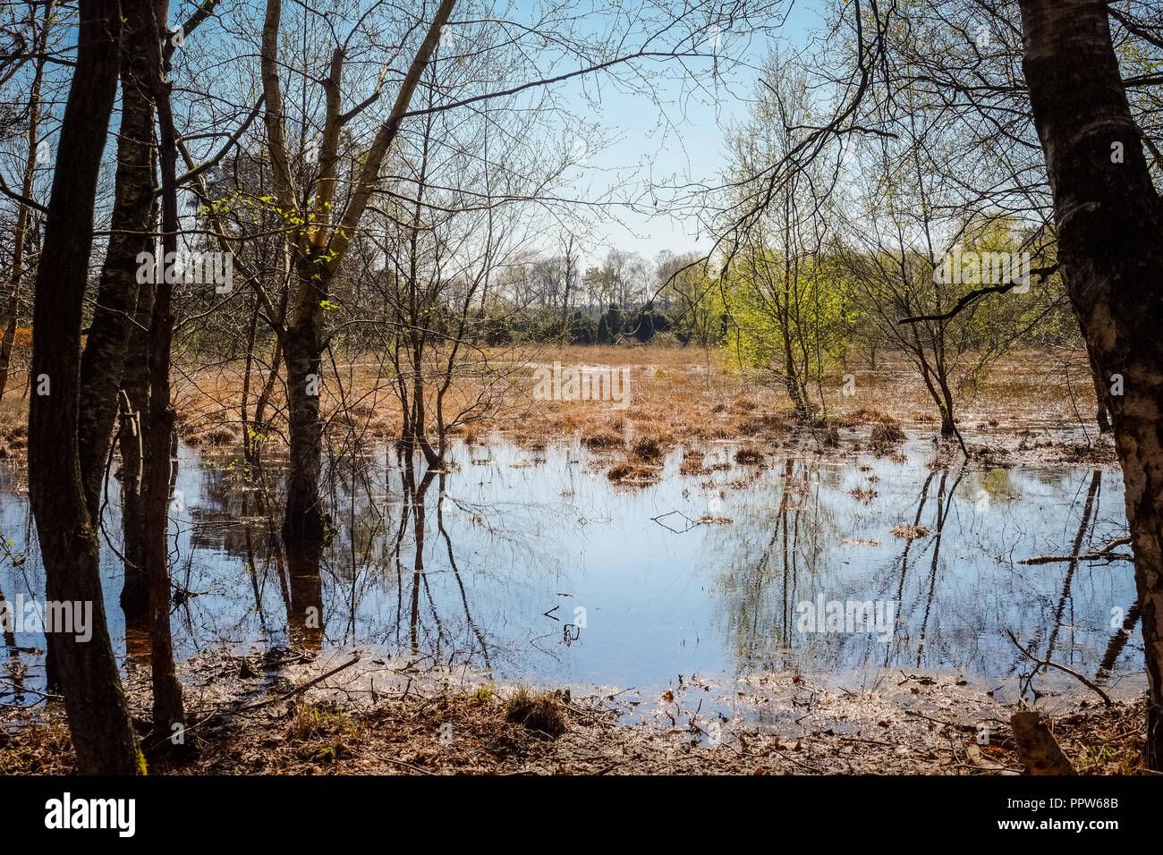 Typische holländische Landschaft des Buurserzand, ein Feuchtgebiet, das Naturschutzgebiet in der Region Twente. Es besteht aus Heide auf alten Flugsand und Bäume Stockfoto