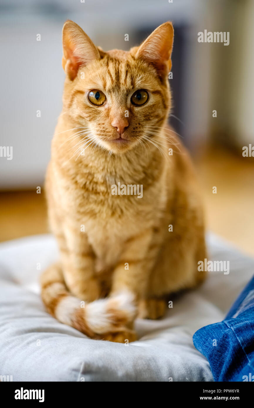 Sehr schöne orange und rot gestreiften Katze schaut in die Kamera. Er ist nur 7 Monate alt und von einer Katze Tierheim in den Niederlanden angenommen. Stockfoto