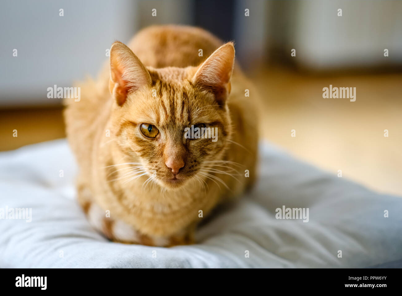 Sehr schöne orange und rot gestreiften Katze schaut in die Kamera. Er ist nur 7 Monate alt und von einer Katze Tierheim in den Niederlanden angenommen. Stockfoto