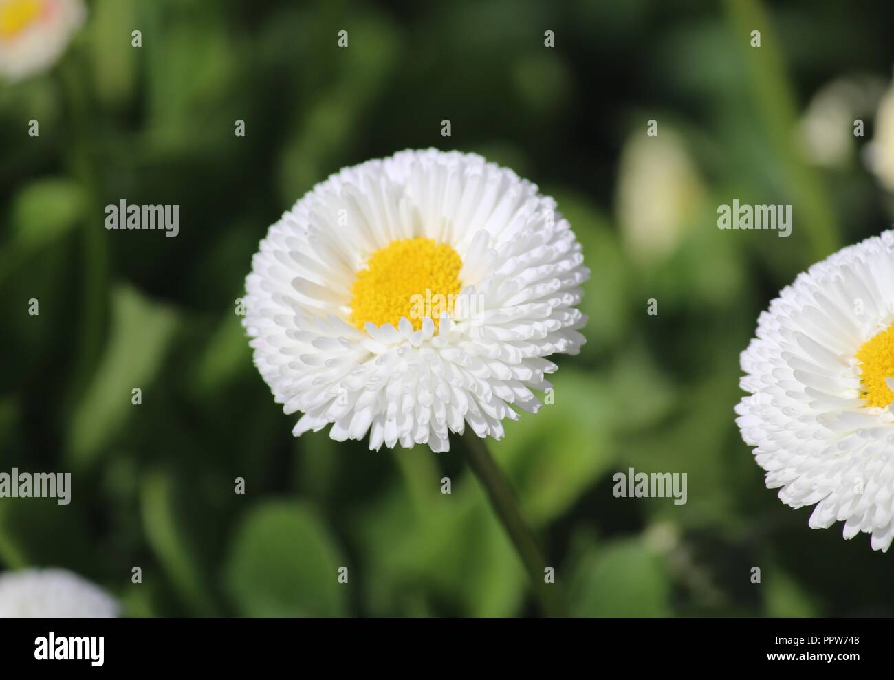 Englische Gänseblümchen-Pomponetten in Tulip Top Gardens, NSW, Australien Stockfoto