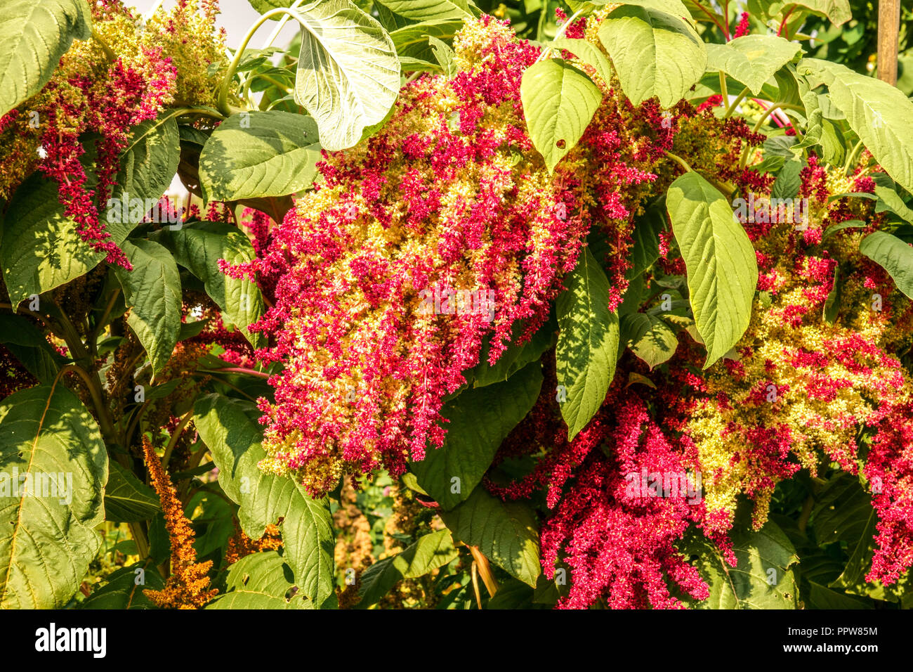 Grain Amaranth, Amaranthus cruentus, wächst in einem Gemüsegarten. Die Samen Reifen in einer Rispe Stockfoto