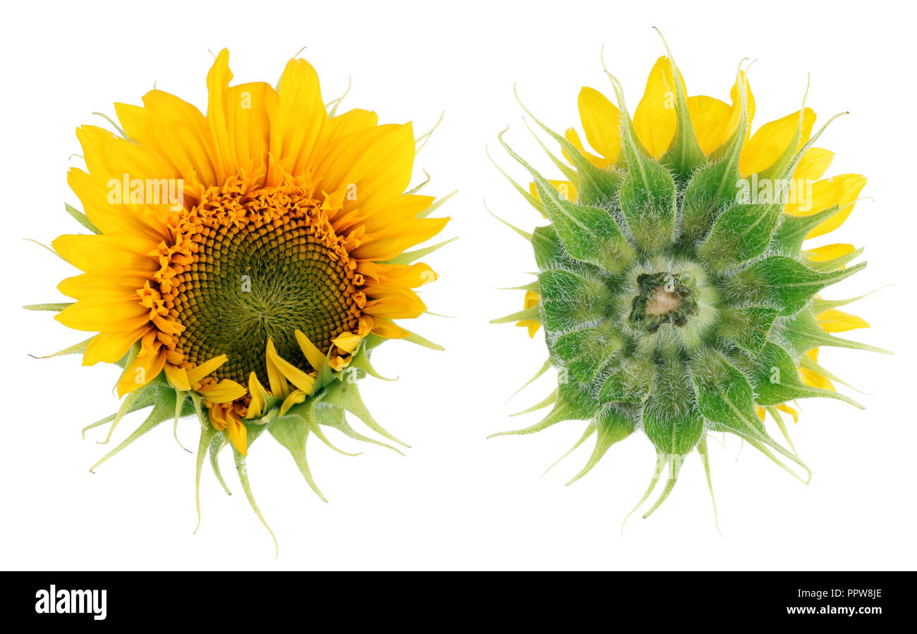 Die Blüte einer Sonnenblume eines unregelmäßigen seltsame Form ist ein oben und unten sehen. Auf weissem studio Makro Set isoliert Stockfoto