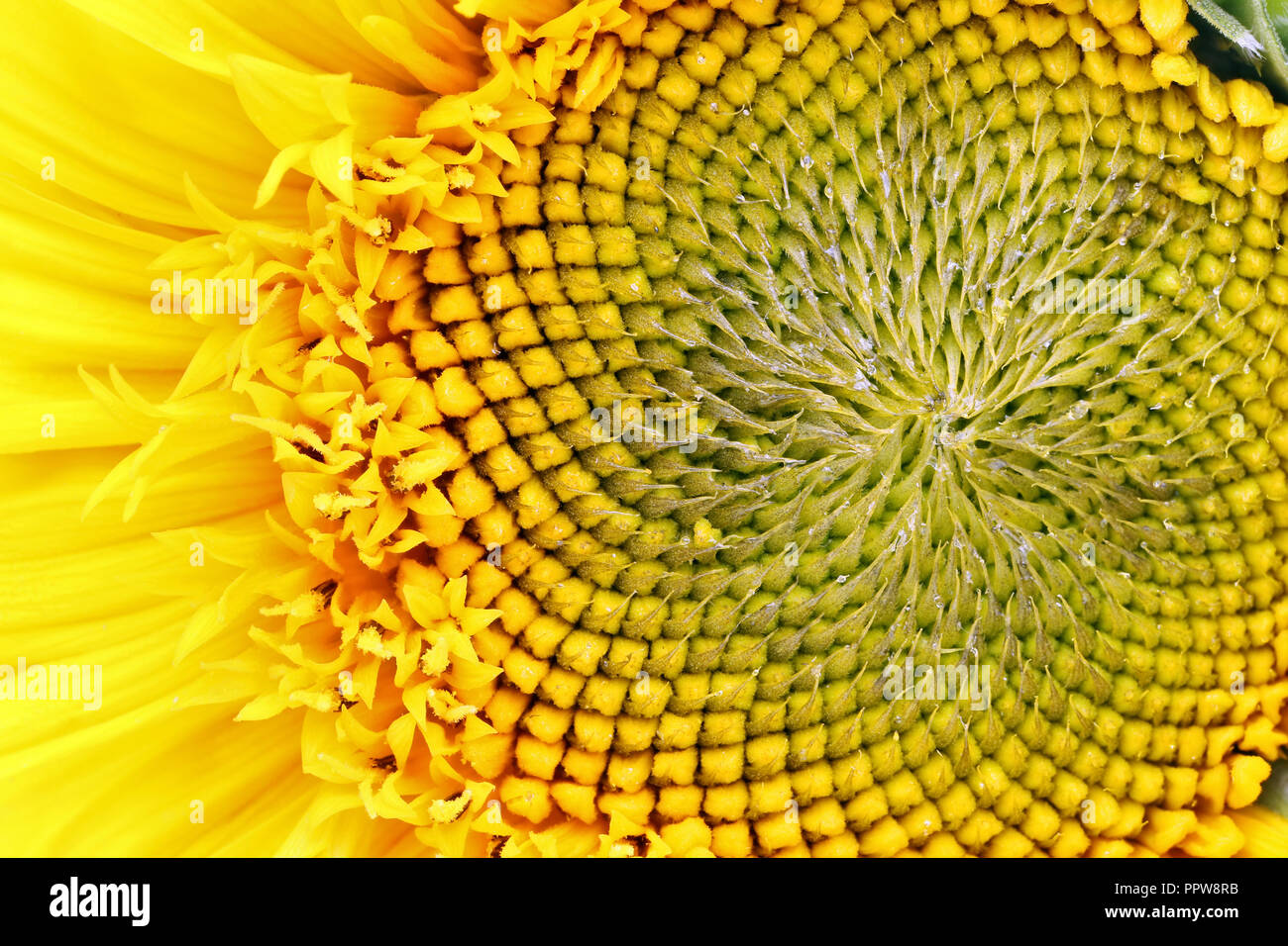Sonnenblume bud am Anfang von Saatgut Reifung - Ansicht von oben auf die Blume. Kleine Tröpfchen von Harz und Öl auf die Blütenblätter. Studio Makro Hintergrund Stockfoto
