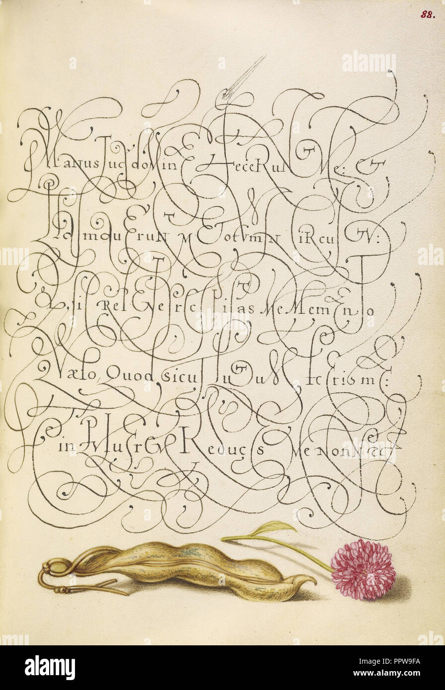 Kidney-bohnen und Englisch Daisy; joris Hoefnagel, Flämisch, ungarischen, 1542-1600, und Georg Bocskay, Ungarisch, gestorben 1575 Stockfoto