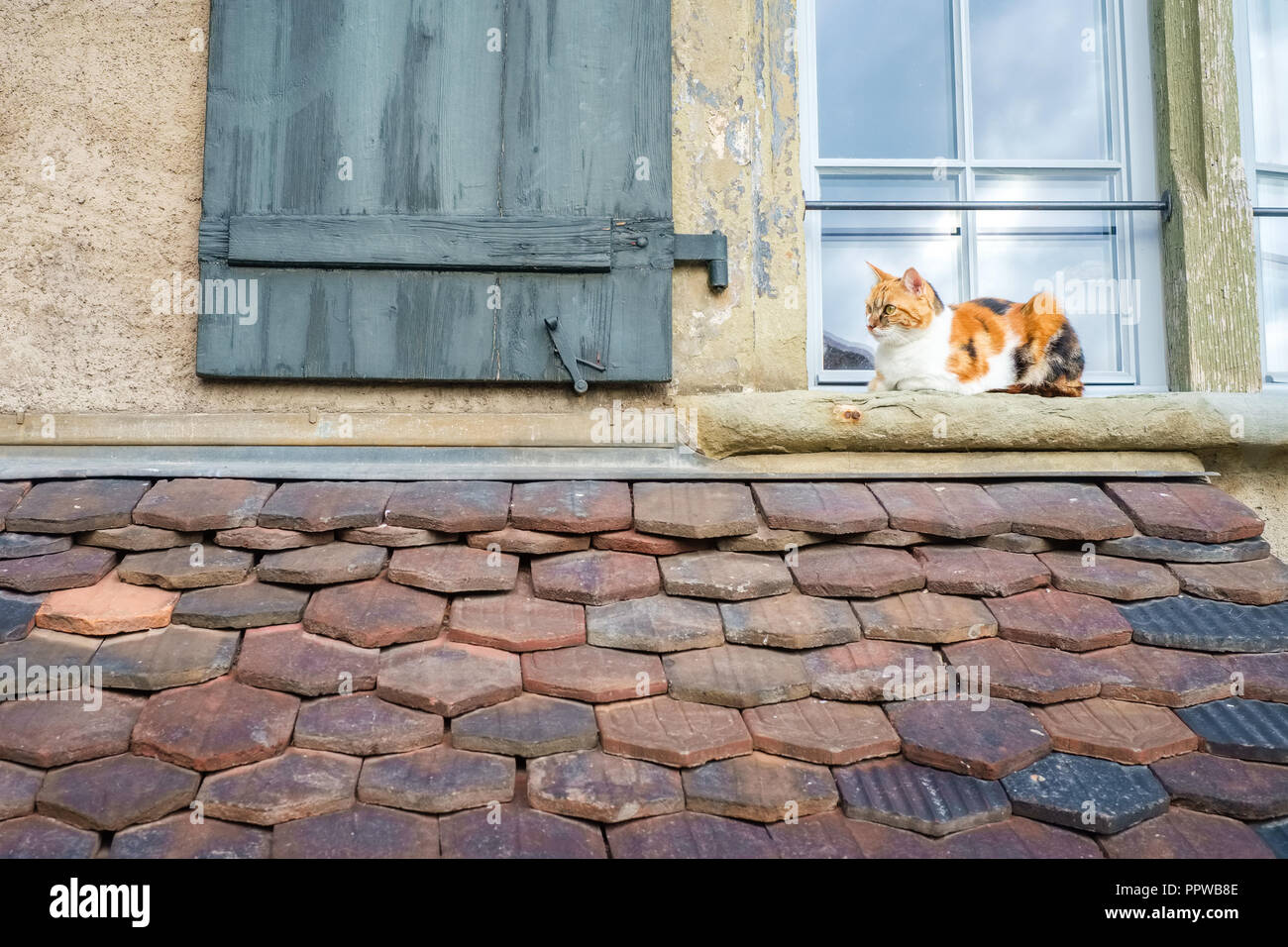 In einem Fenster eines Hauses in der Schweizer Stadt Thun (Schweiz), eine Katze ist, Entspannen und Genießen ein Spätsommertag im September. Stockfoto